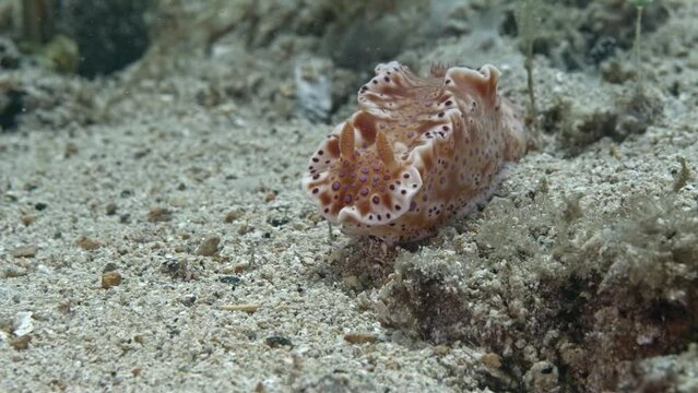 Ceratosoma brevicaudatum nudibranch Edithburgh 003