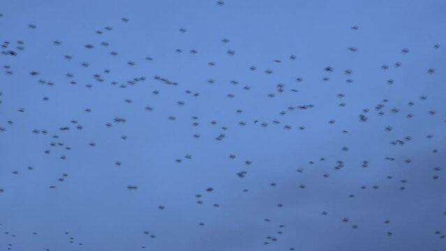 Large murmuration of birds in the evening sky as thousands of starling fly in amazing formation England UK 4K