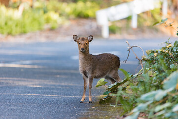 Wild deer in Yakushima island Kagoshima Japa