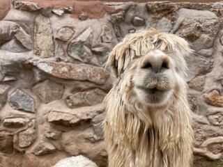 Close up portrait of alpaca in Cusco Department, Peru
