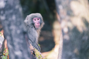 Wild monkey in Yakushima island Kagoshima Japan	