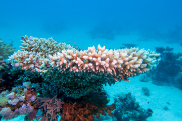 Naklejka na ściany i meble Picturesque coral reef at the bottom of tropical sea, great table coral, underwater landscape