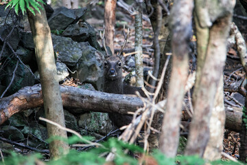 Wild monkey in Yakushima island Kagoshima Japan	