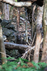 Fototapeta na wymiar Wild monkey in Yakushima island Kagoshima Japan 