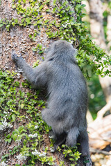 Wild monkey in Yakushima island Kagoshima Japan	