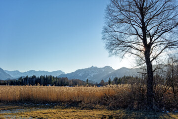 Blick im Winter über das Murnauer Moos mit einem kahlen Baum auf die Berge des Wettersteins und der Ammergauer Alpen, Bayern, Deutschland, Europa