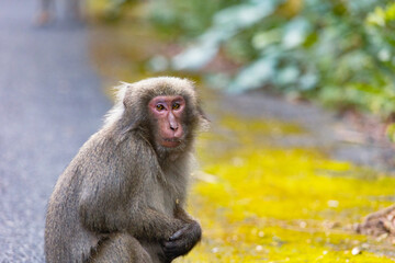 Fototapeta premium Wild monkey in Yakushima island Kagoshima Japan