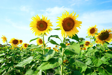 The sunflowers lined up in a row looked beautiful.