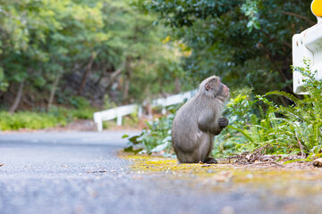 Wild monkey in Yakushima island Kagoshima Japan	
