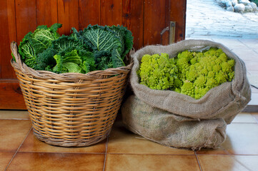 Cesta con coles repollo, saco con romanosqui, cosecha en garage de campo