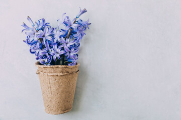 Blue hyacinth flower on gray stone background.