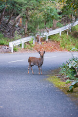 Wild deer in Yakushima island Kagoshima Japa