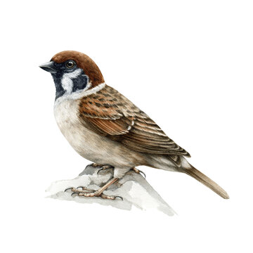 Sparrow bird. Watercolor realistic illustration. Common house sparrow songbird. Passer montanus avian. Common city, village, backyard and forest small bird. Sparrow on white background