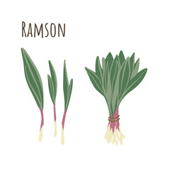 Ramson bunch and separate twigs collection of spicy herbs. Flat style