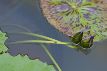Two lotus flowers are about to bloom on the water surface among the lotus leaves.