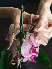 Pruning damaged orchid flowers with scissors. Home gardening, orchid breeding. Vertical view.