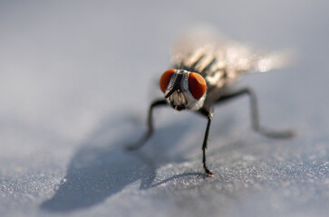 Common Housefly is standing on a dusty surface.