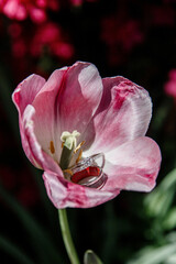 Fototapeta na wymiar Creative photo of a close up of golden wedding rings being photographed on pink tulip petals Two gold wedding rings lie inside a pink Tulip flower in the sun on a bright spring day Wedding concept 