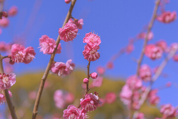 Obraz premium 梅の花