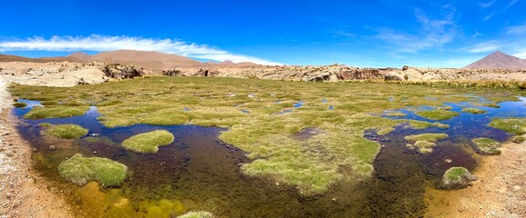 Fototapeta na wymiar View of bog and morass in Potosi Department, Bolivia