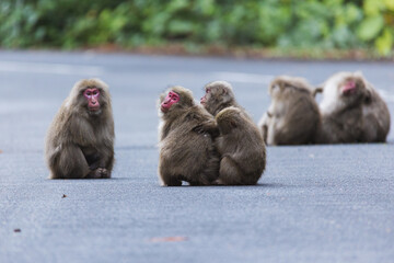 Wild monkey in Yakushima island Kagoshima Japan