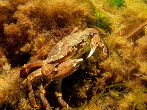 A crab among seaweed and stones. Picture from The Sound, between Sweden and Denmark