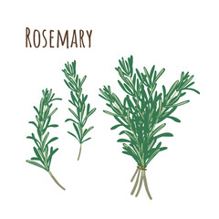 Rosemary bunch and separate twigs collection of spicy herbs. Flat style