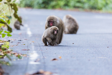 Wild monkey in Yakushima island Kagoshima Japan	