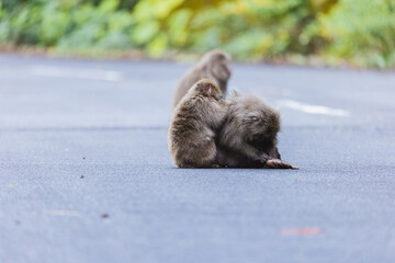 Obraz premium Wild monkey in Yakushima island Kagoshima Japan 