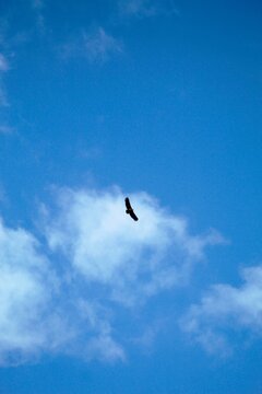 Ave volando entre las nubes