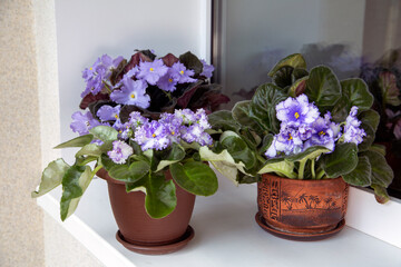 Saintpaulias (African violets) in a pot on a windowsill. Home flowers, hobby.