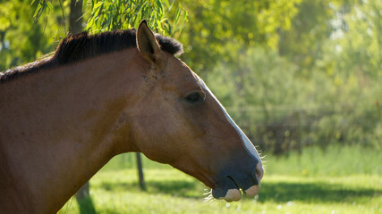 close view of a young brown horse looking ahead in a warm summer morning
