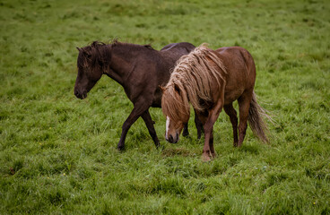 Fototapeta premium Two icelandic horses