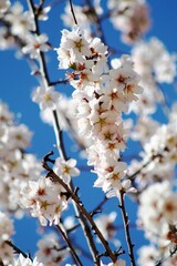 Almendro florecido