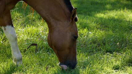 Naklejka premium Close view of ayoung brown horse grazing in a summer morning 