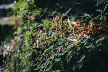 Landscape of Yakushima ,Japanese natural heritage site