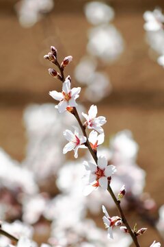 Flores de almendro