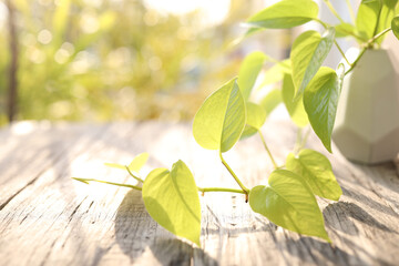 Golden Pothos leaves closeup under sunlight