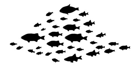 Silhouettes of groups of  fishes on white