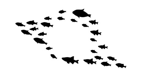 Silhouettes of groups of  fishes on white
