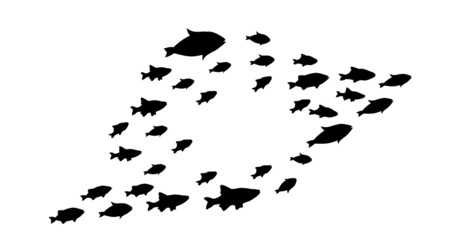 Silhouettes of groups of  fishes on white
