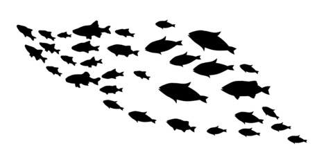 Fototapeta na wymiar Silhouettes of groups of fishes on white
