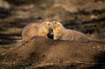 Ground Squirrel  on a rock