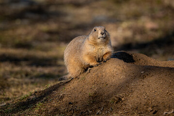 Ground Squirrel  on a rock