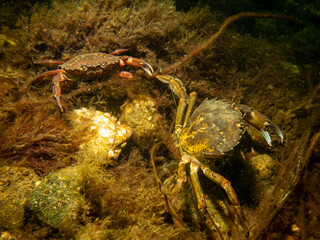 A crab among seaweed and stones. Picture from The Sound, between Sweden and Denmark