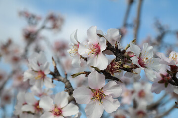 Fiori del mandorlo