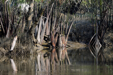 Typical nipa palm (Nipa fruticans).this photo was taken from  Sundarbans National Park, Bangladesh.