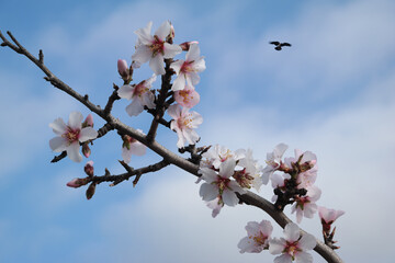 Fiori del mandorlo