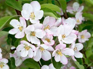 Fototapeta premium Branch of a blossoming apple tree
