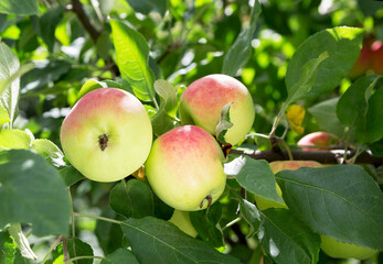 Apple tree with ripe apple fruit.